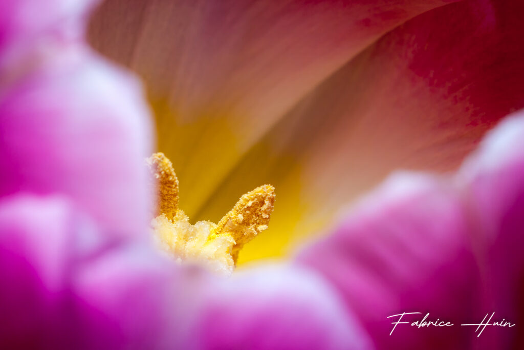 Un lapin dans la tulipe