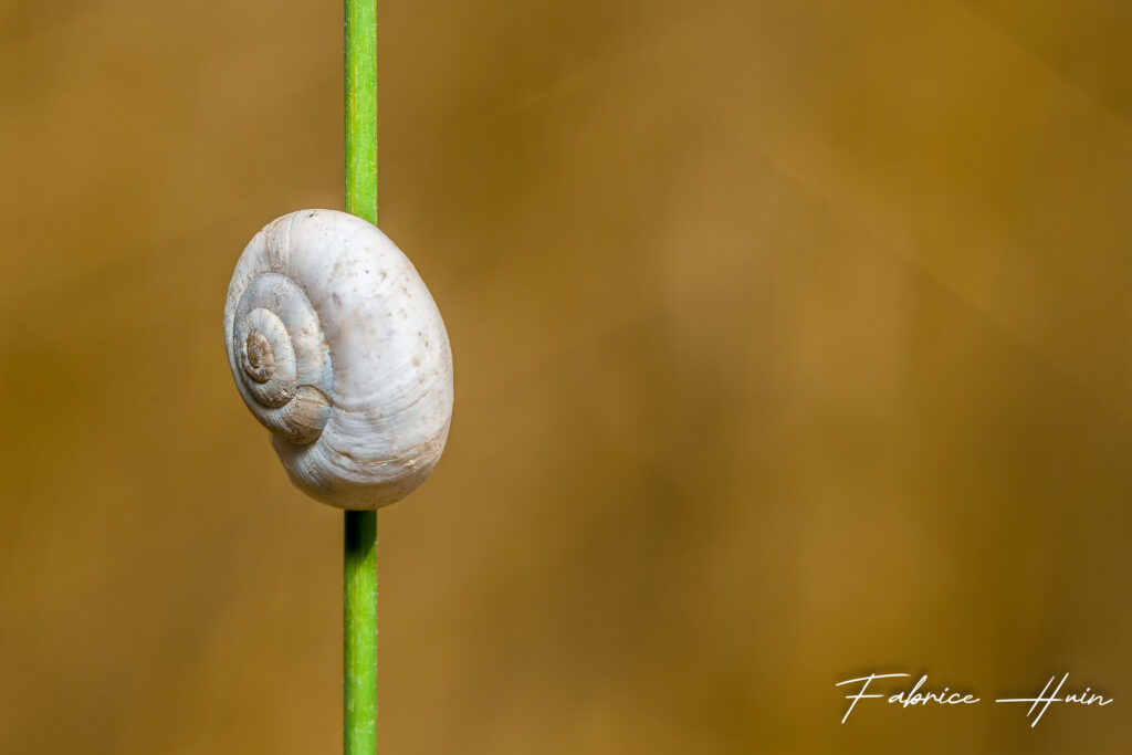 Escargot