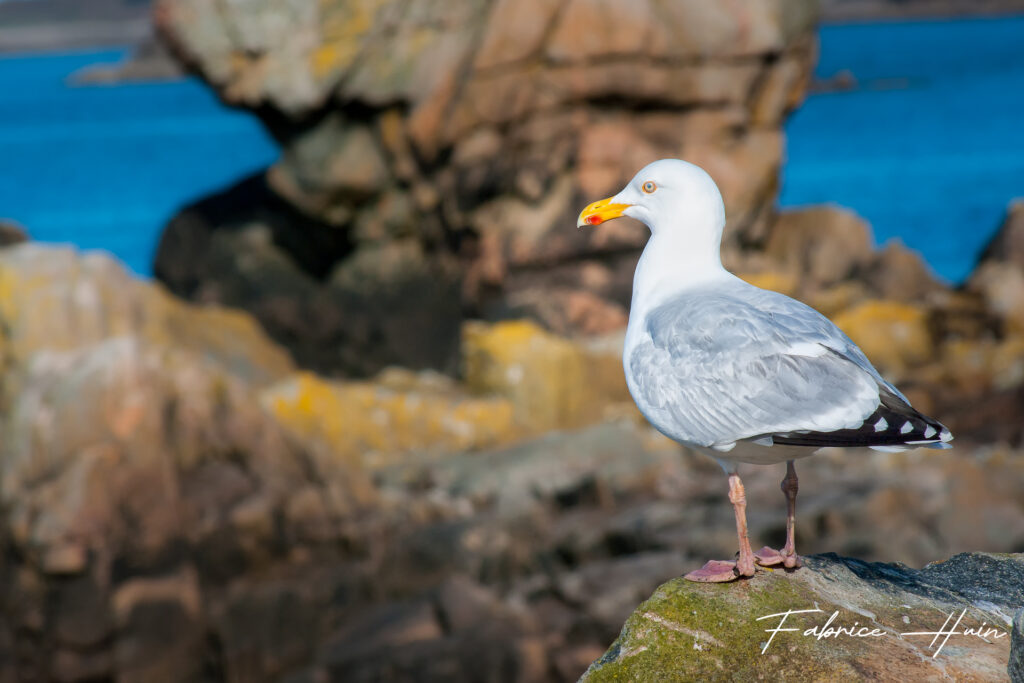 La fière mouette