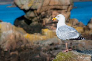 La fière mouette