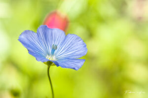 Fleur bleue