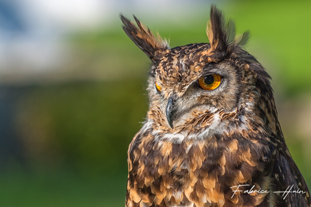 Le regard