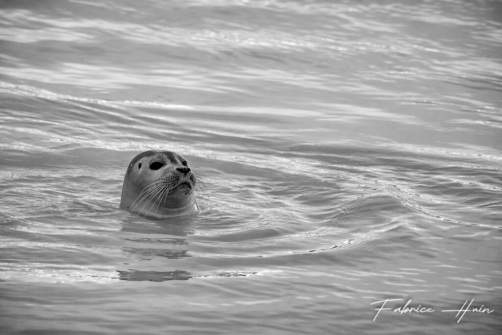 Phoque veau marin