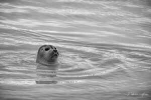 Phoque veau marin