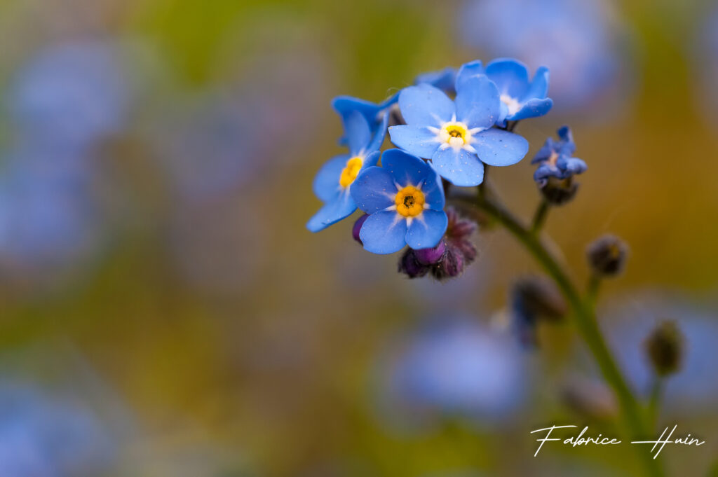 Fleur de ciboulette