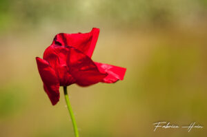 Coquelicot 2