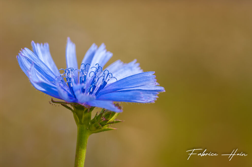 La belle bleue