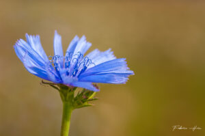 La belle bleue