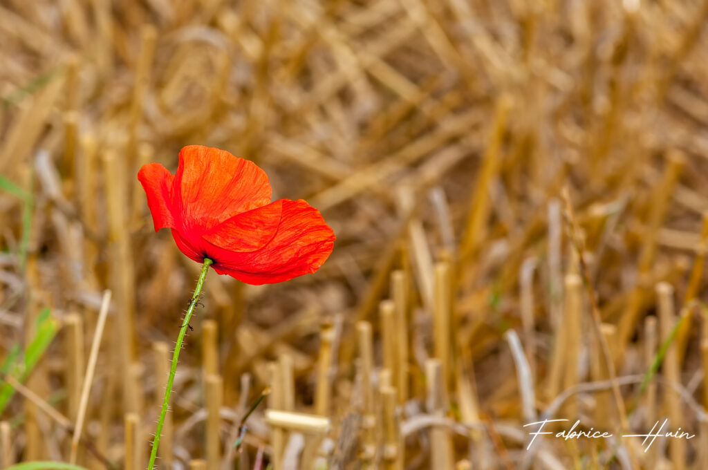 Coquelicot 2