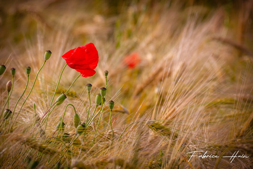 Le dernier rouge