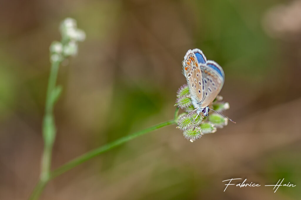 Bleu