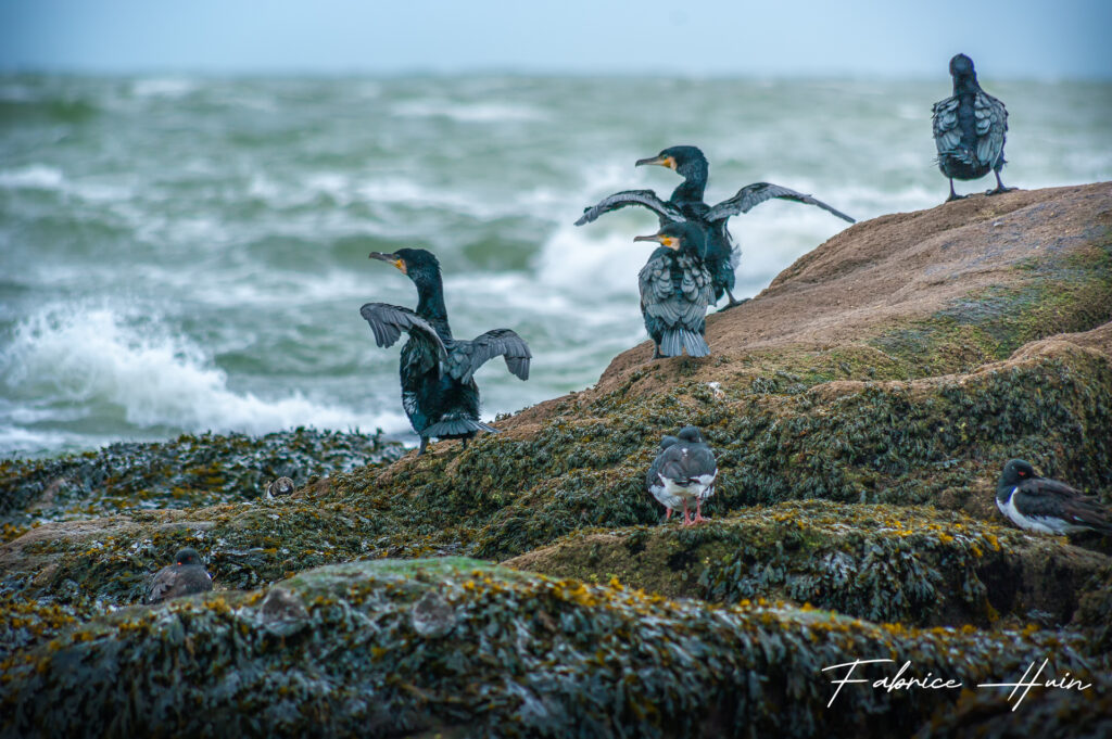 Cormorans et huitiriers pies