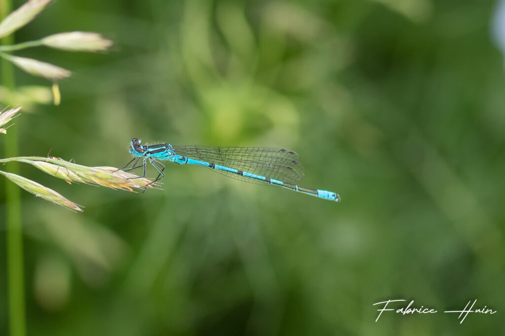 Agrion