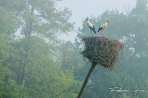 Couple de cigognes