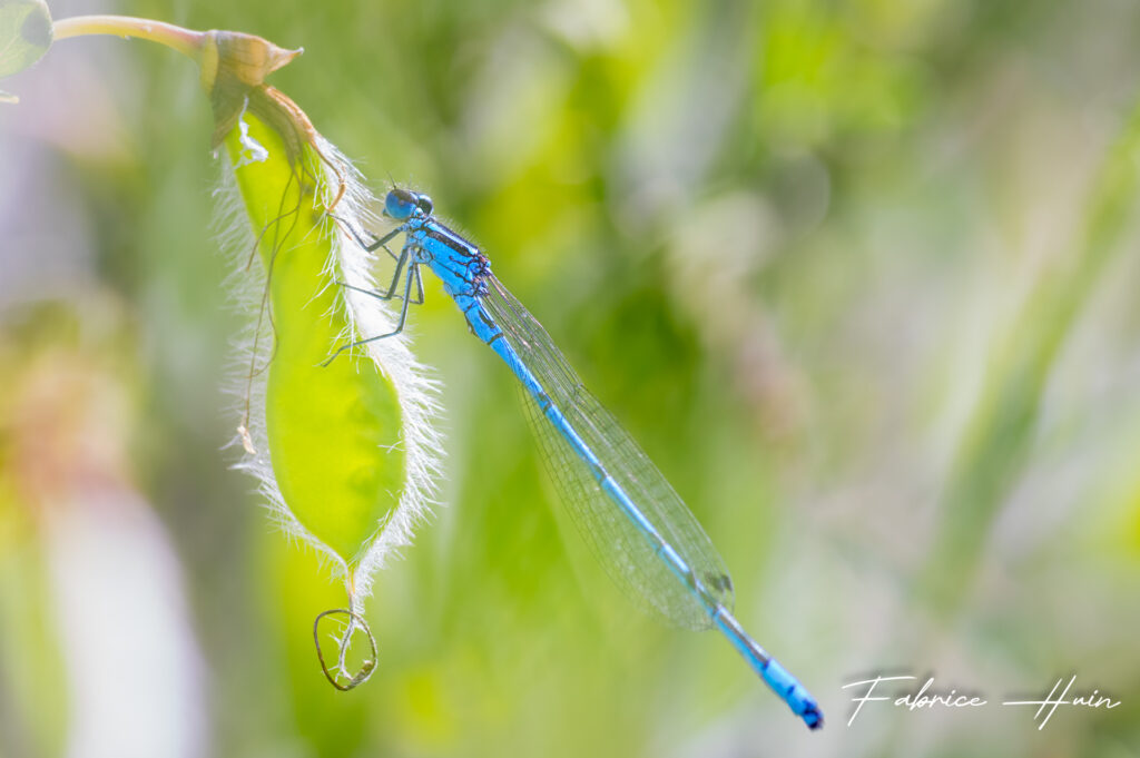 Agrion