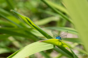 Agrion 2