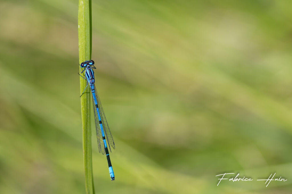 Agrion 3