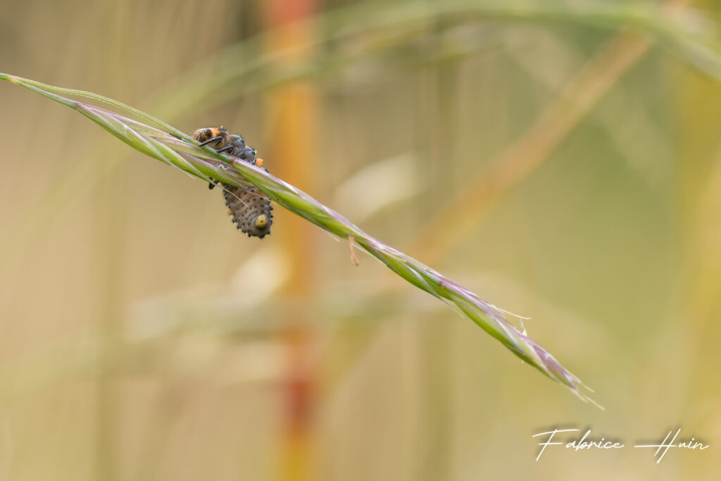 Coccinelle