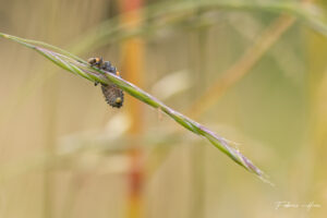 Coccinelle