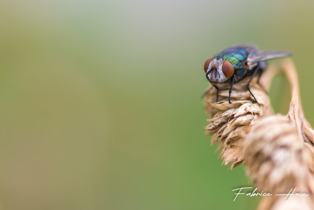 Aussi belle qu'une mouche