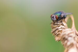 Aussi belle qu'une mouche