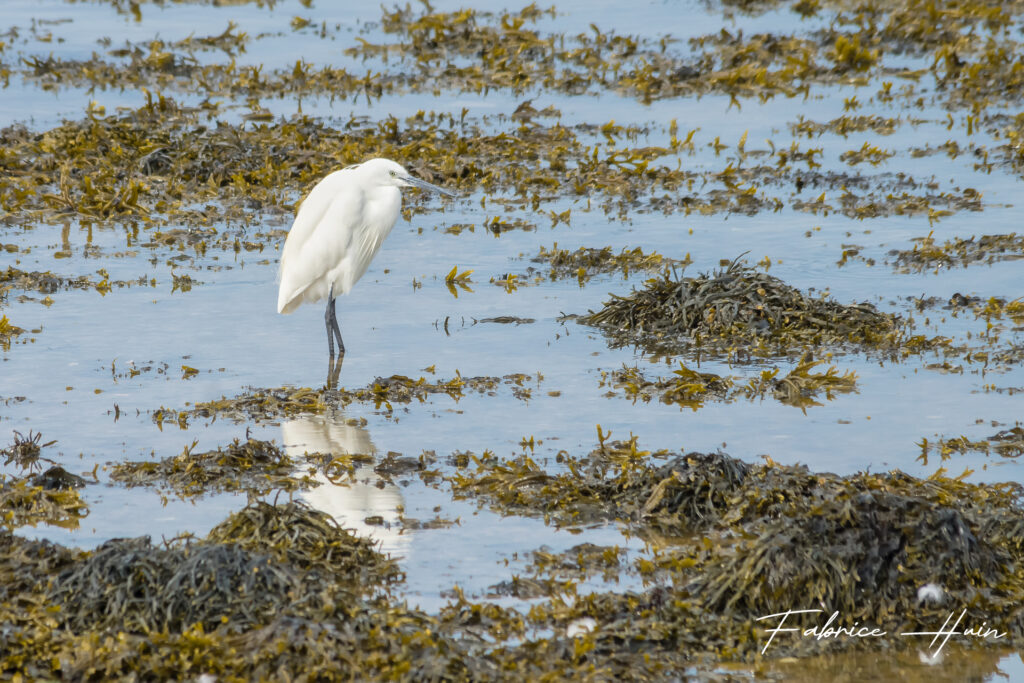 Aigrette garzette