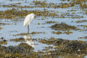 Aigrette garzette