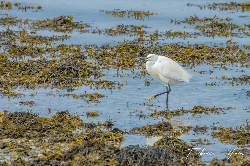 Aigrette garzette 2