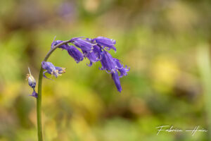 Un parfum de sous-bois