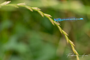 Agrion