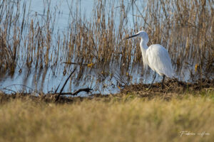 Aigrette