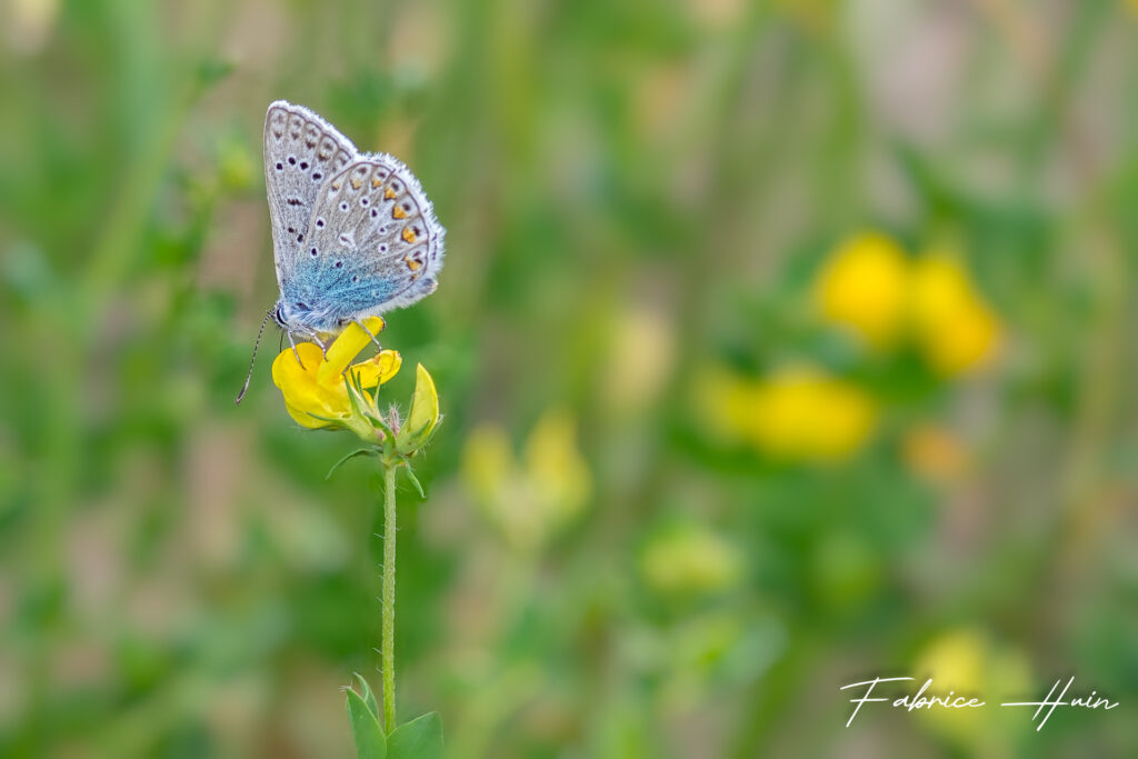 Azuré bleu céleste