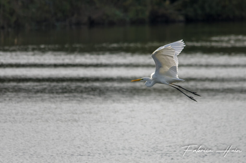 Grande aigrette en vol