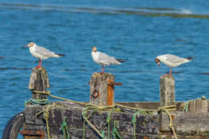 Les trois ami(e)s