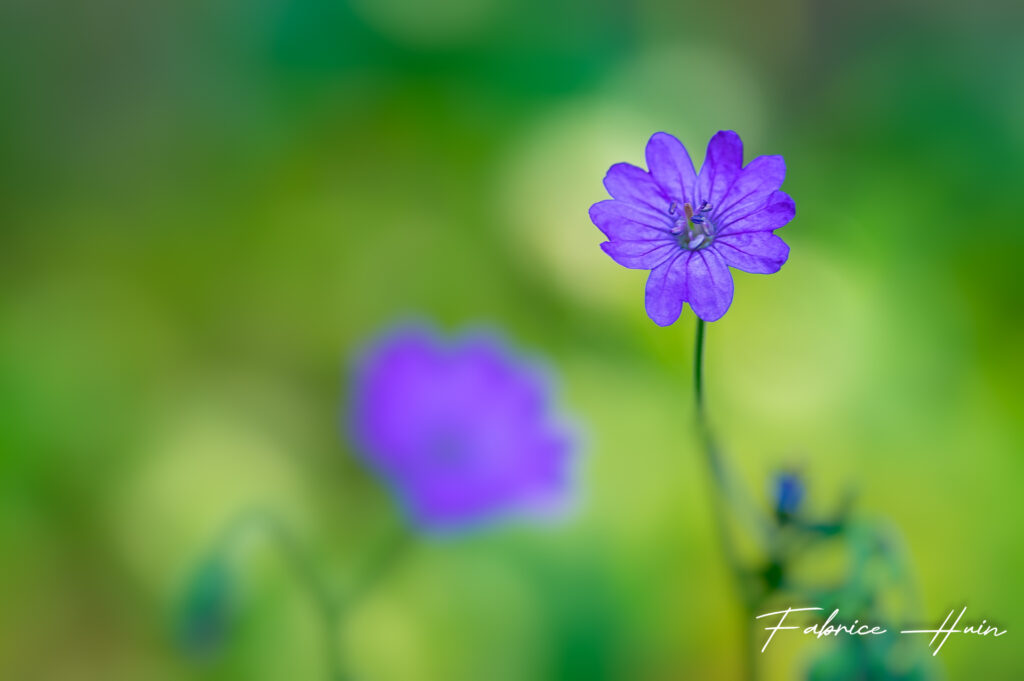 La jolie mauve