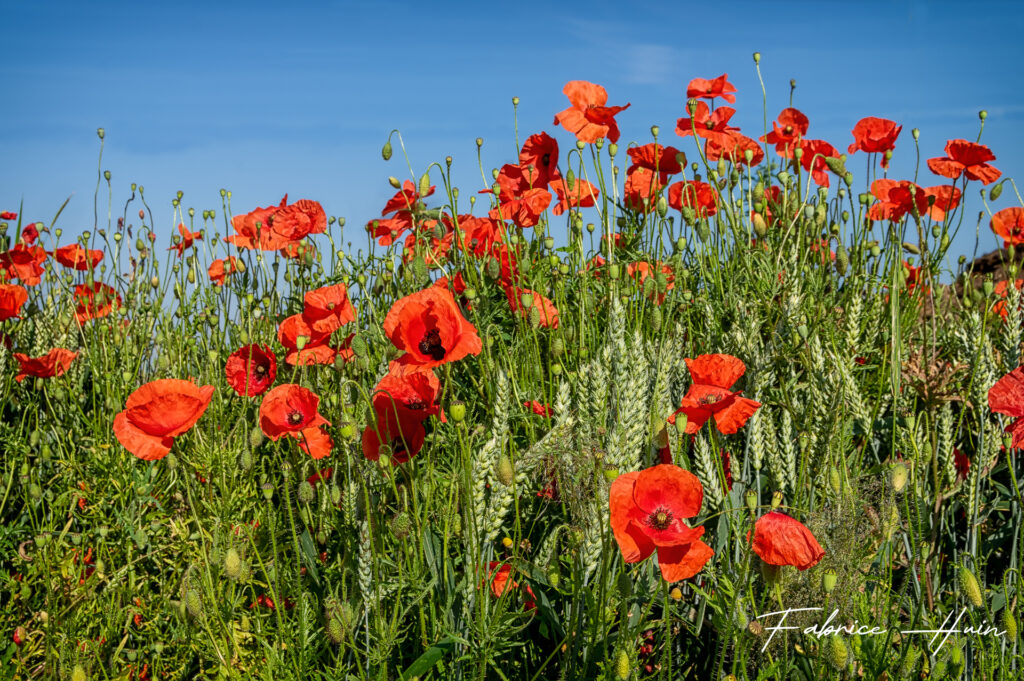 Champ de coquelicots 2