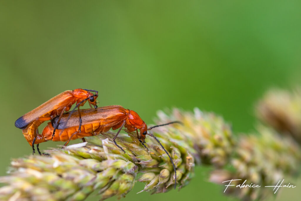 Insex