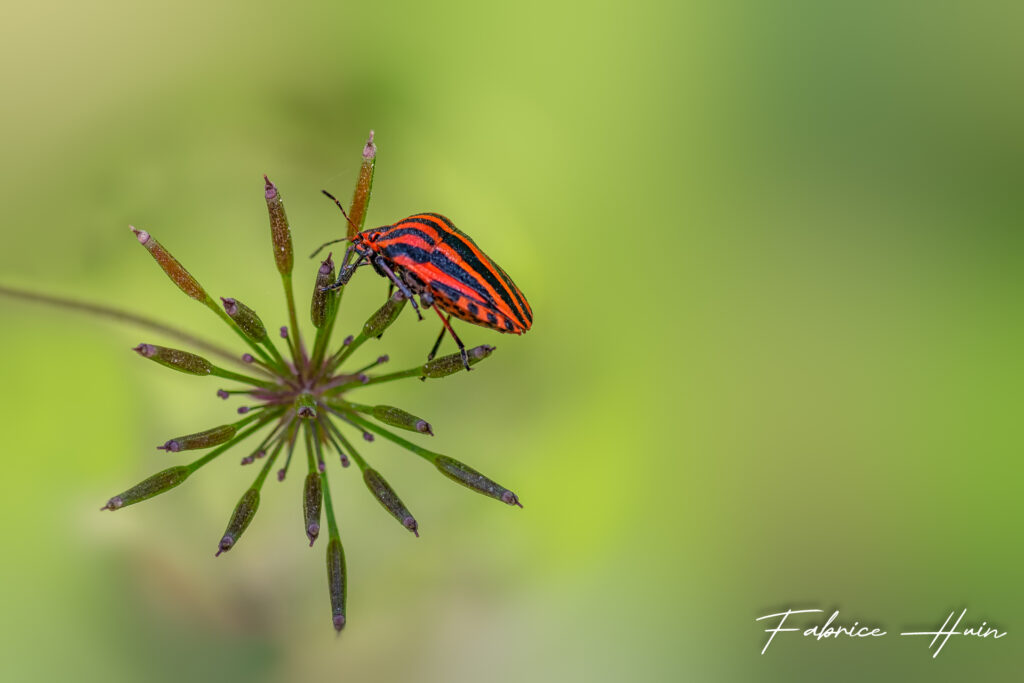 En rouge et noir