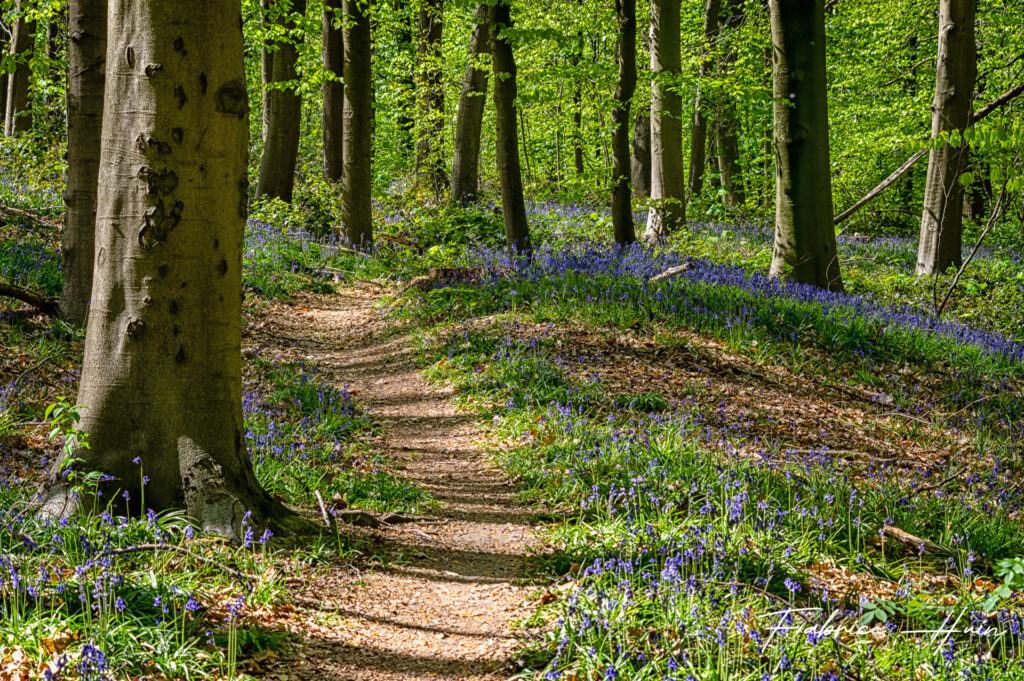 Dans le bois 2