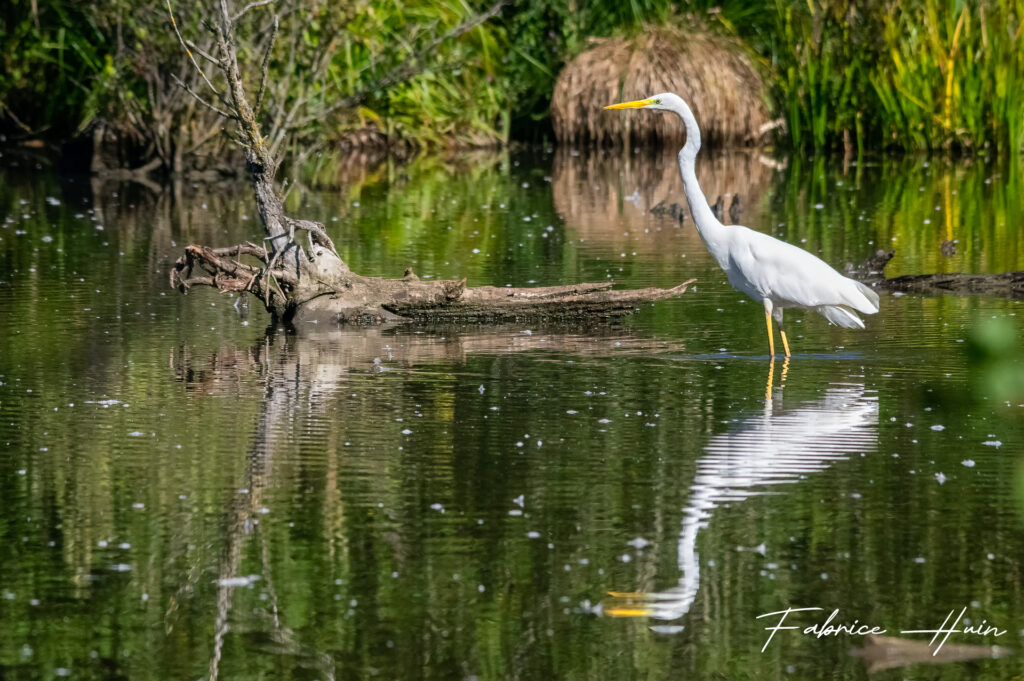 Grande aigrette