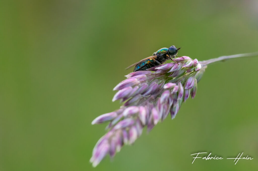 La mouche agréable