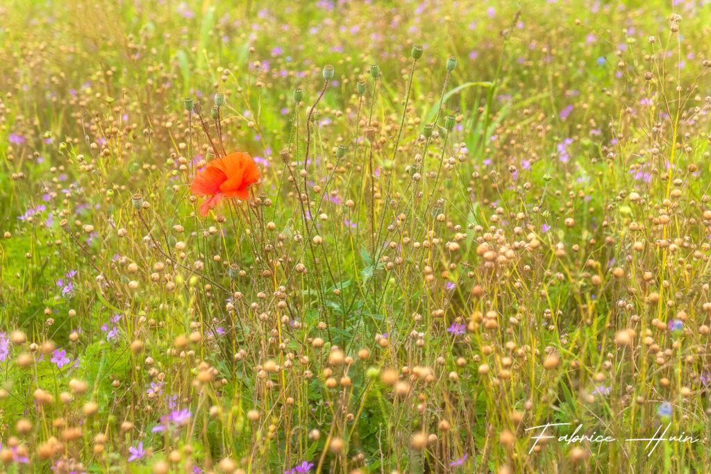 Fleurs champêtres