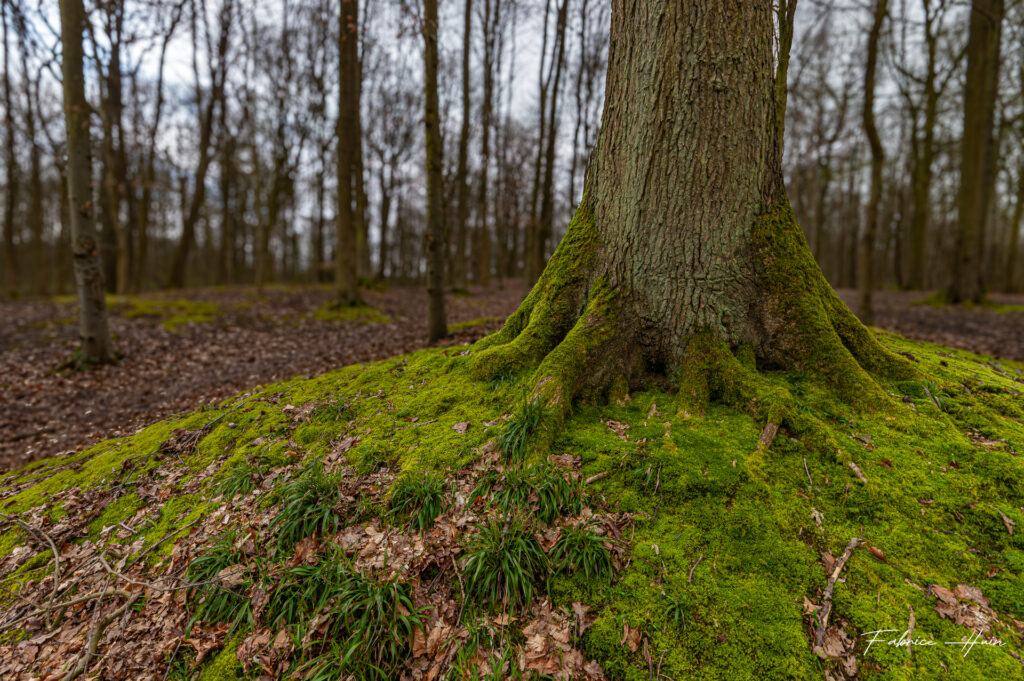 Auprès de mon arbre