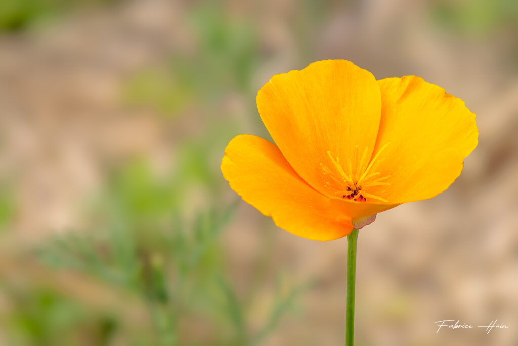 Jolie jaune